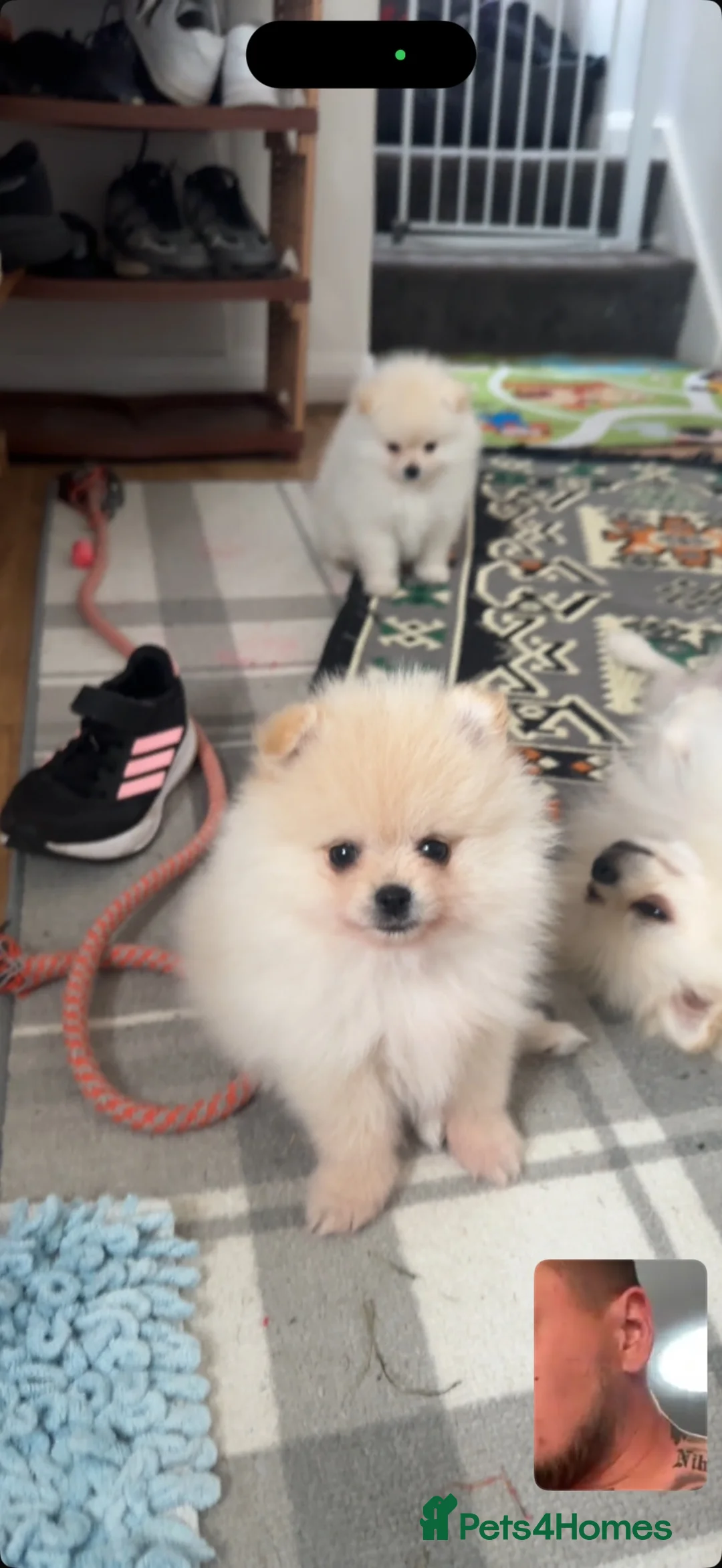 Pomeranian dogs for sale: Beautiful Pomeranian Puppies – 2 Girls & 1 Boy – - Advert 2