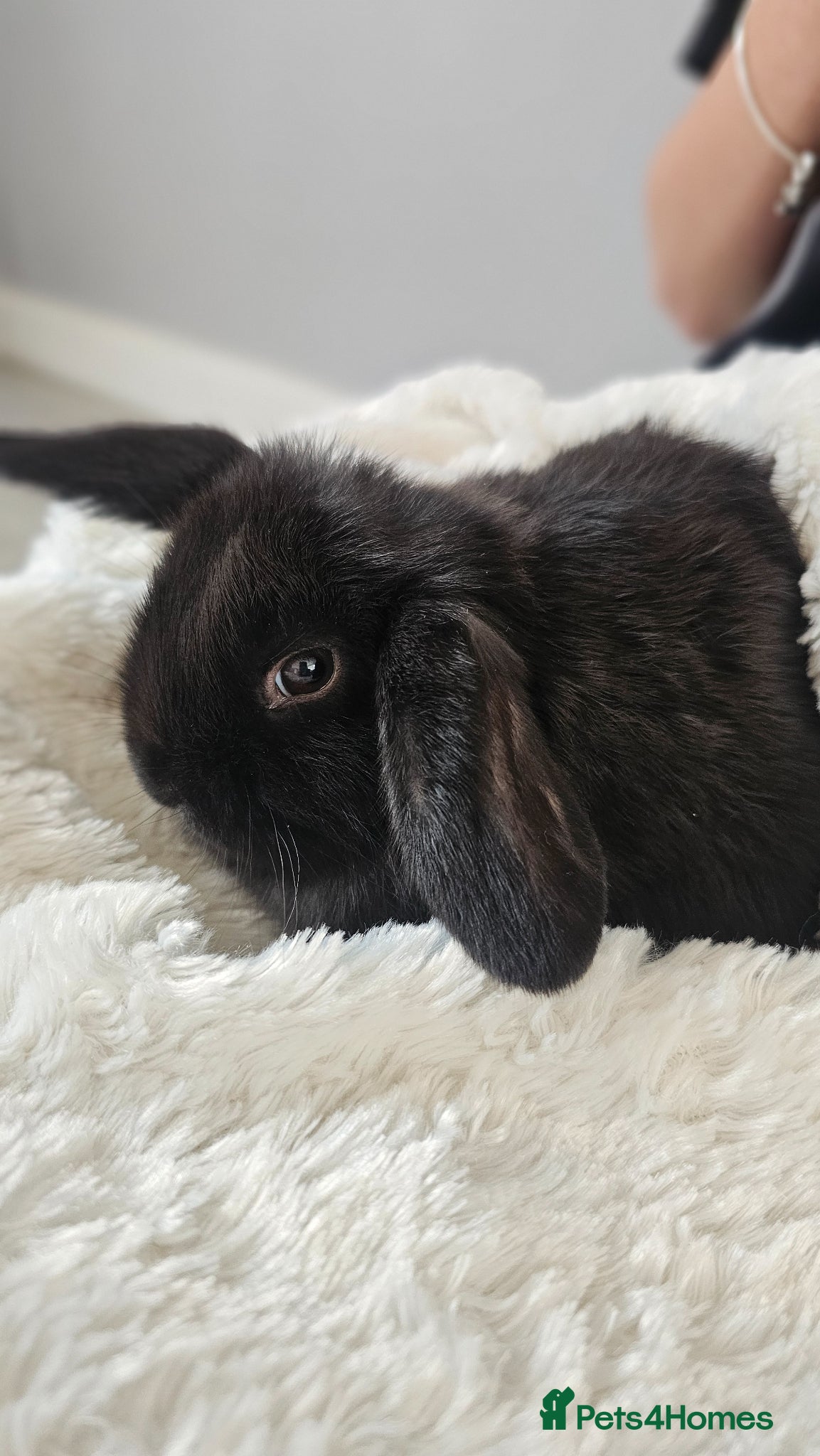 Mini Lop rabbits Beautiful Mini Lop female 12 weeks old - Advert 14
