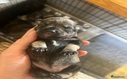 Miniature Schnauzer dogs for sale: Adorable Miniature Schnauzers - Image 10