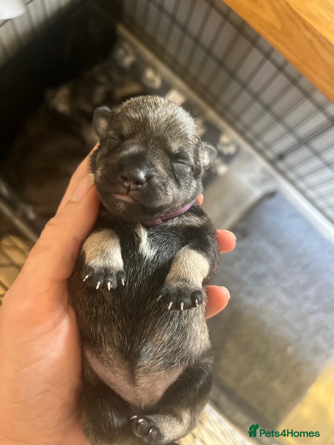 Miniature Schnauzer dogs for sale: Adorable Miniature Schnauzers - Image 10