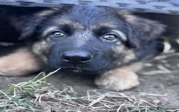 German Shepherd dogs for sale: German shepherd puppies Ready Now - Image 4