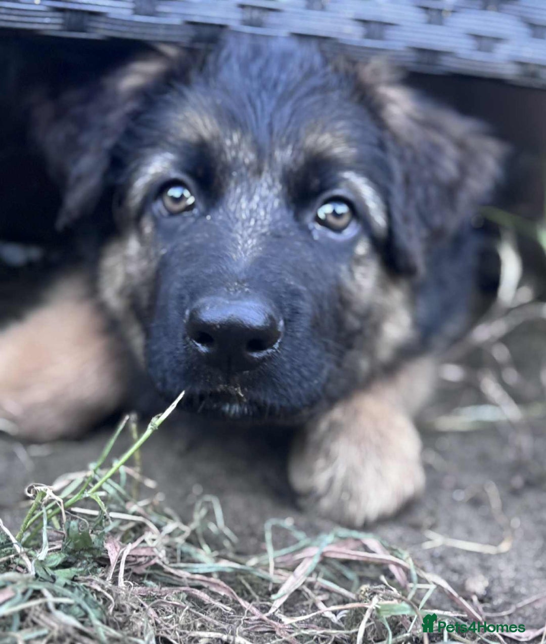 German Shepherd dogs for sale: German shepherd puppies Ready Now - Image 4