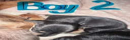 Miniature Dachshund dogs for sale: KC Registered Mini Dachshund Puppies – Available - Advert 6
