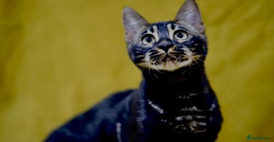 Bengal cats 6 stunning Bengal kittens, possibly our best yet! - Advert 6