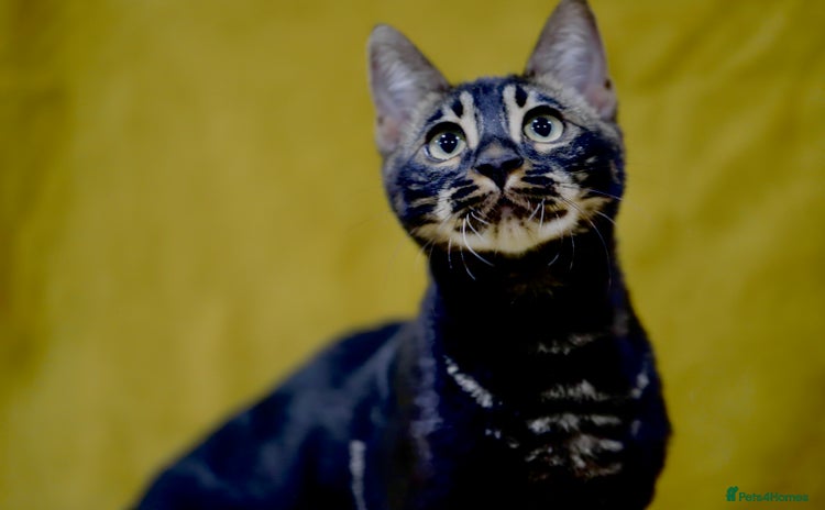 Bengal cats 6 stunning Bengal kittens, possibly our best yet! - Advert 13