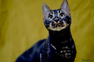 Bengal cats 6 stunning Bengal kittens, possibly our best yet! - Advert 6