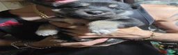 Shepsky dogs for sale: 9 shepsky puppies  - Advert 9