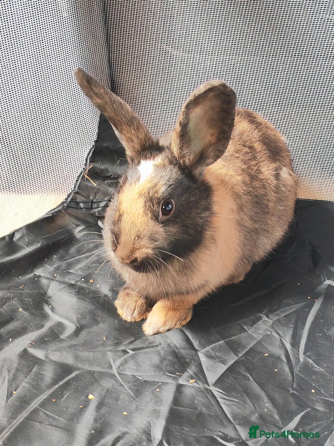 Harlequin rabbits for sale: Harlequin female rabbit - Image 4