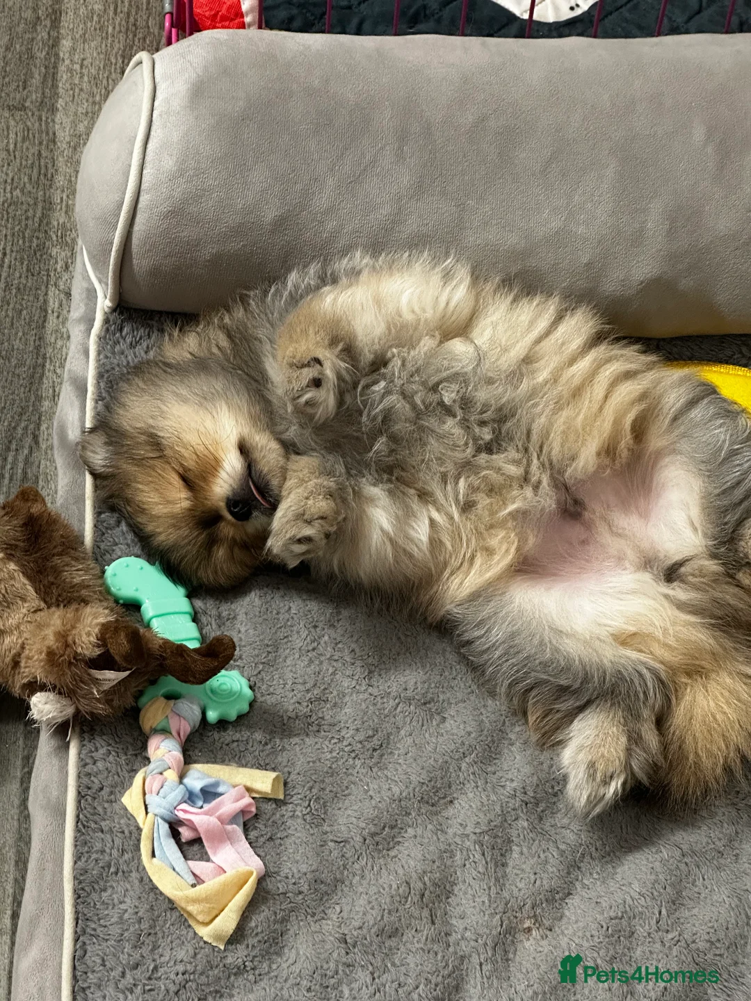 Pomeranian dogs for sale: GORGEOUS POMERANIAN PUPPIES!! 🐶🐶🐶 - Advert 7