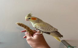 Cockatiels birds for sale: Stunning cockatiels - Image 4