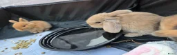 Mini Lop rabbits for sale: 5 Mini Lop bunnies ( 1 fawn boy left) - Advert 4