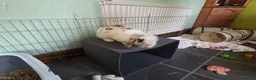 English Spot rabbits for sale: Neutred beautiful boy looking gor his forever home - Advert 27