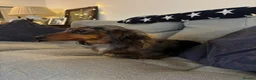 Miniature Dachshund dogs for sale: 🐶 PRA KC reg Miniature Long Haired Dachshunds🐶 - Advert 1