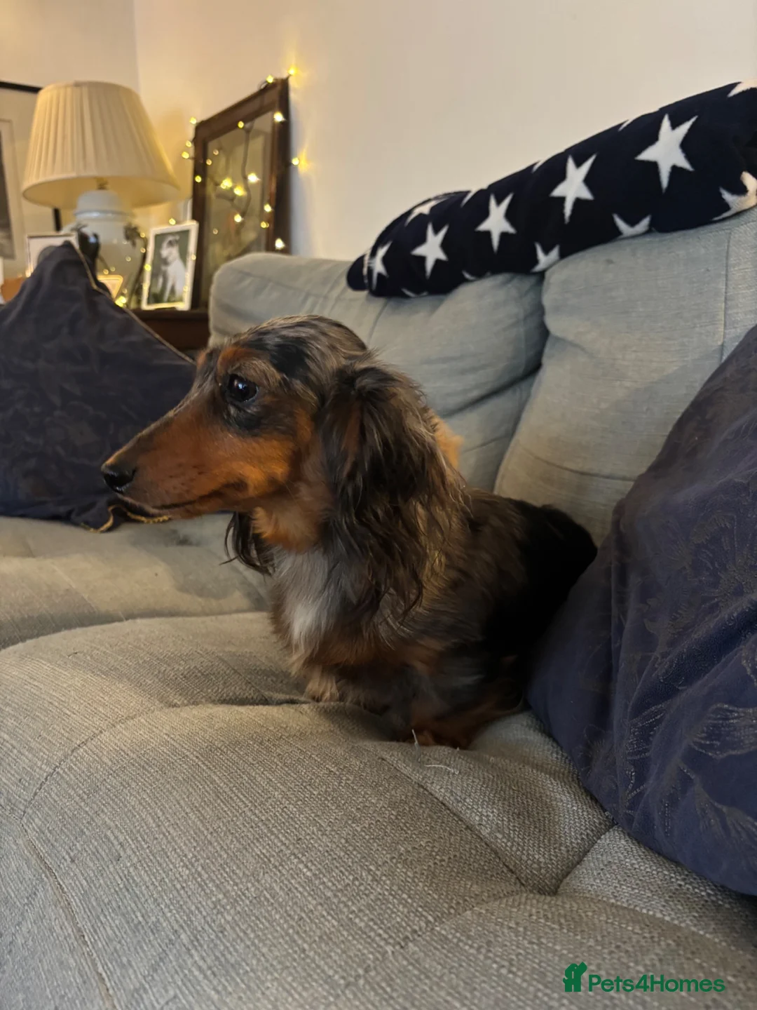 Miniature Dachshund dogs for sale: 🐶 PRA KC reg Miniature Long Haired Dachshunds🐶 - Advert 1