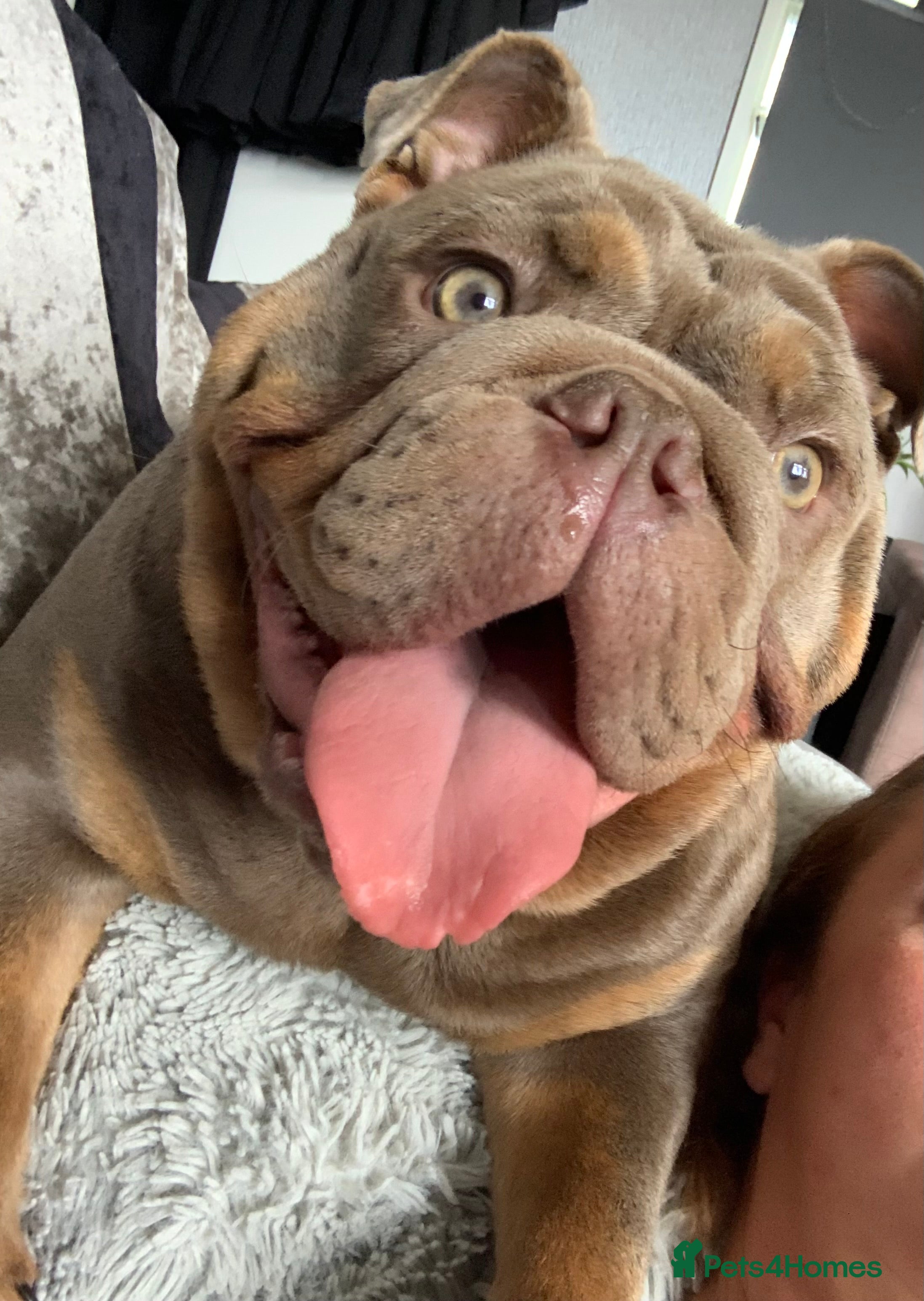 English Bulldog dogs Nala-Rose 15 month’s old - Advert 9