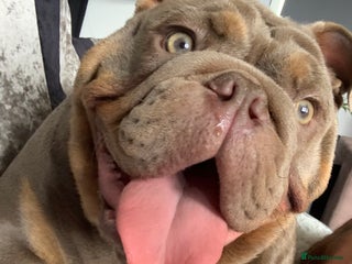 English Bulldog dogs Nala-Rose 15 month’s old - Advert 9