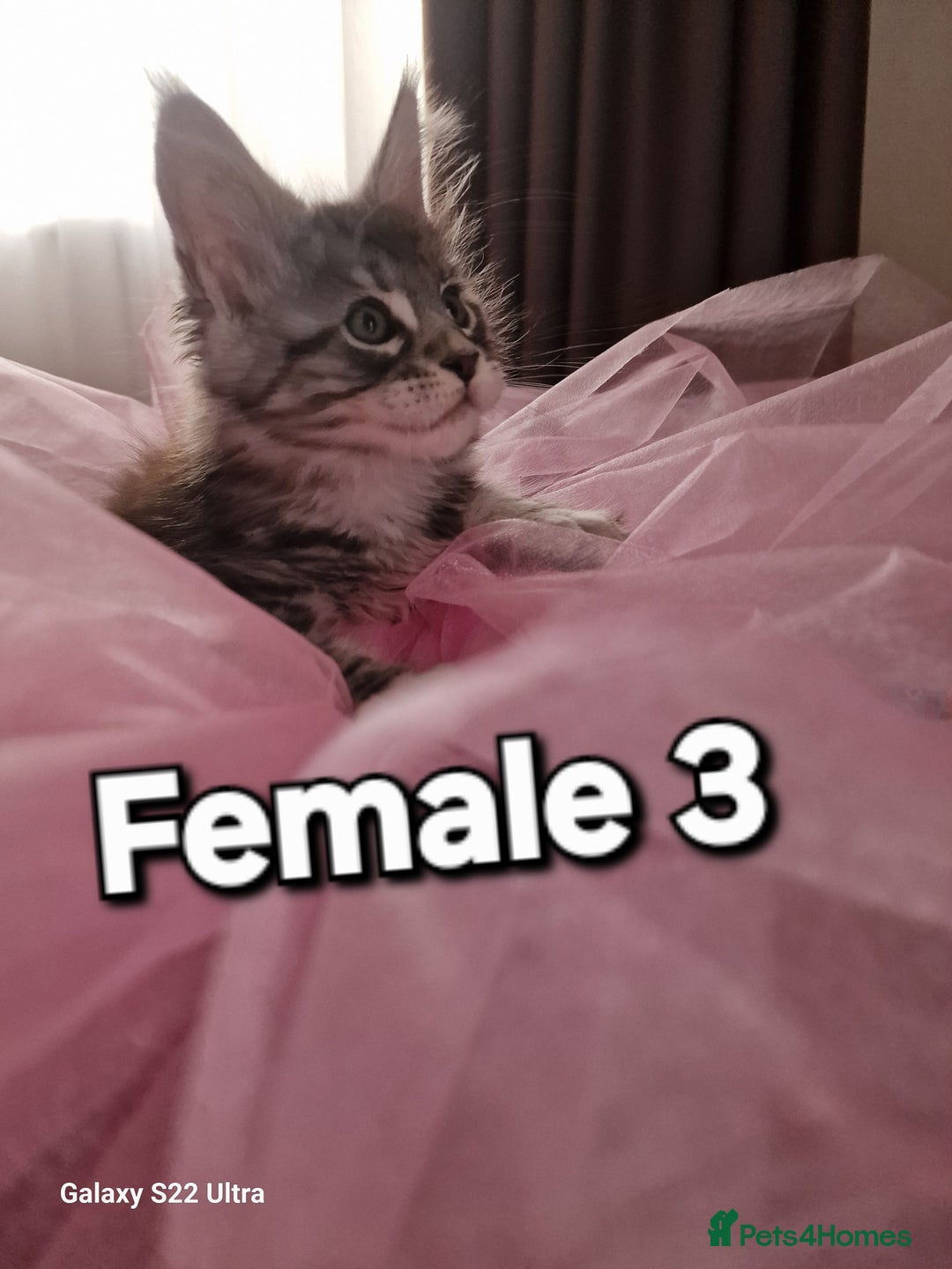 Maine Coon cats for sale: Pure Maine coon - Advert 4