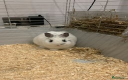 Netherland Dwarf rabbits for sale: Bunnies Netherland Dwarf Rabbits - Image 29
