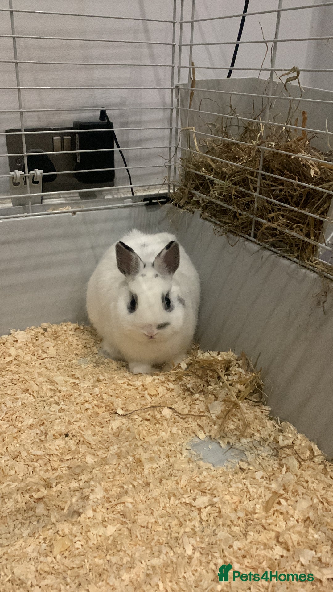 Netherland Dwarf rabbits for sale: Bunnies Netherland Dwarf Rabbits - Image 29