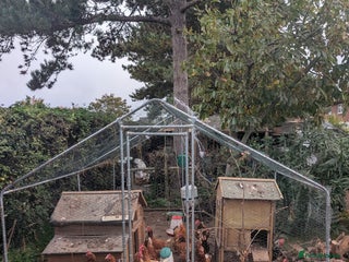 Chickens poultry - Advert 2