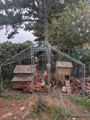 Chickens poultry - Advert 7