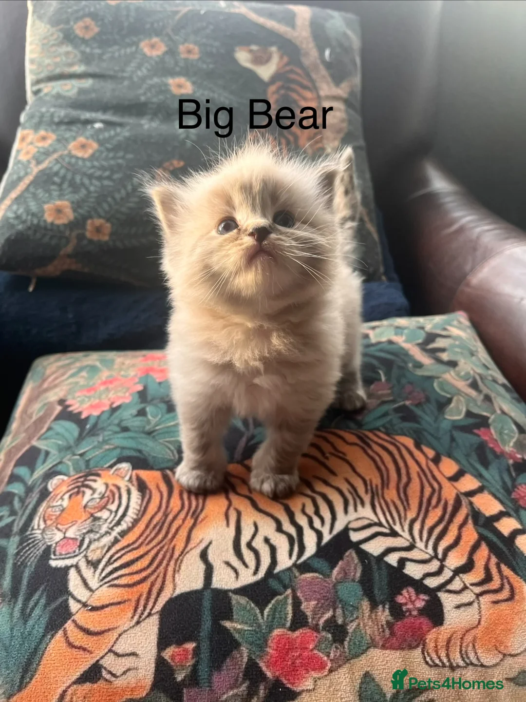Mixed Breed cats for sale: Beautiful Ragdoll/Persian mix - Advert 1