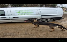 Belgian Shepherd Dog dogs for stud: Belgium malinois stud dog  in Bath - Image 9