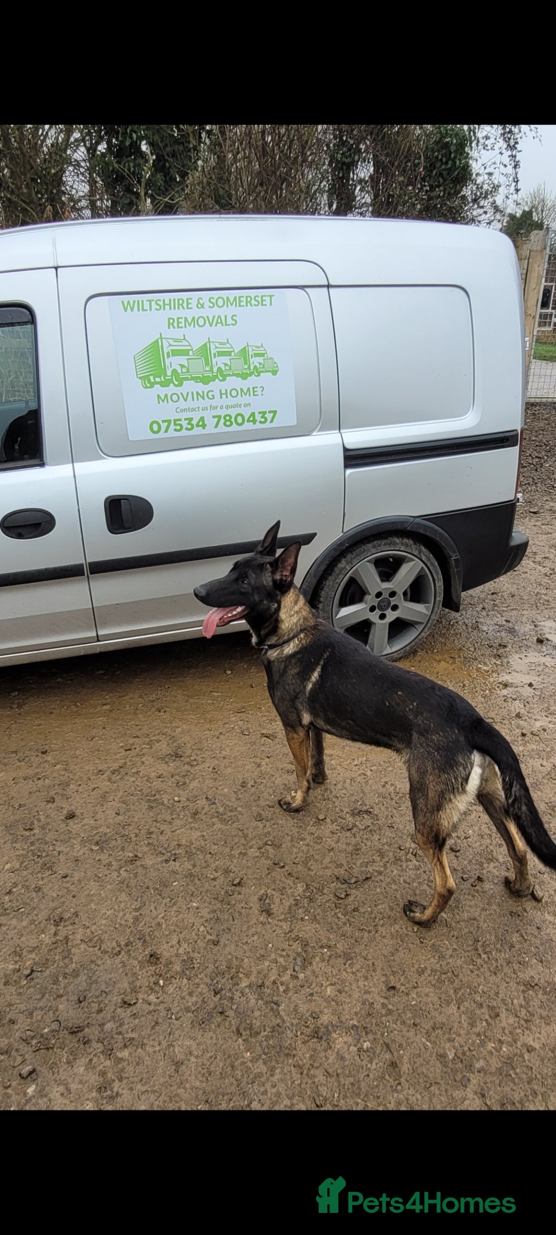 Belgian Shepherd Dog dogs for stud: Belgium malinois stud dog  in Bath - Image 9