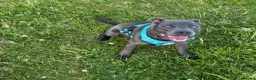 Staffordshire Bull Terrier dogs for sale: Male Staffordshire BullTerrier 8Months in Telford - Advert 2