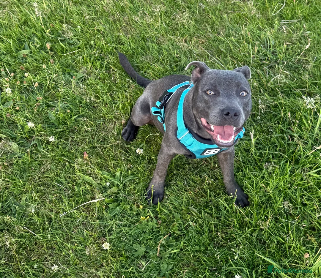 Staffordshire Bull Terrier dogs for sale: Male Staffordshire BullTerrier 8Months in Telford - Advert 2