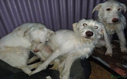 Mixed Breed dogs for adoption: BENJI - a handsome & gentle Boy  for a Loving Home - Image 8