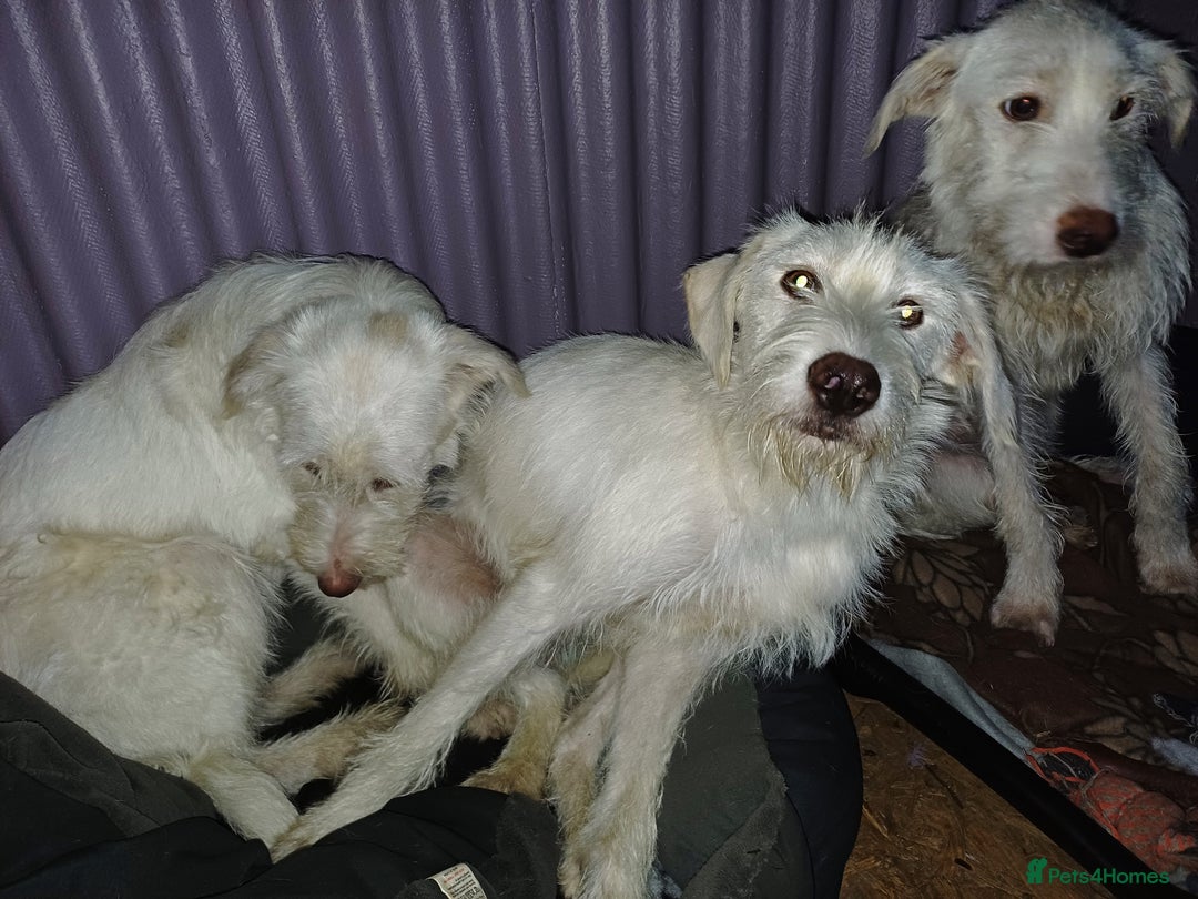 Mixed Breed dogs for adoption: BENJI - a handsome & gentle Boy  for a Loving Home - Image 8