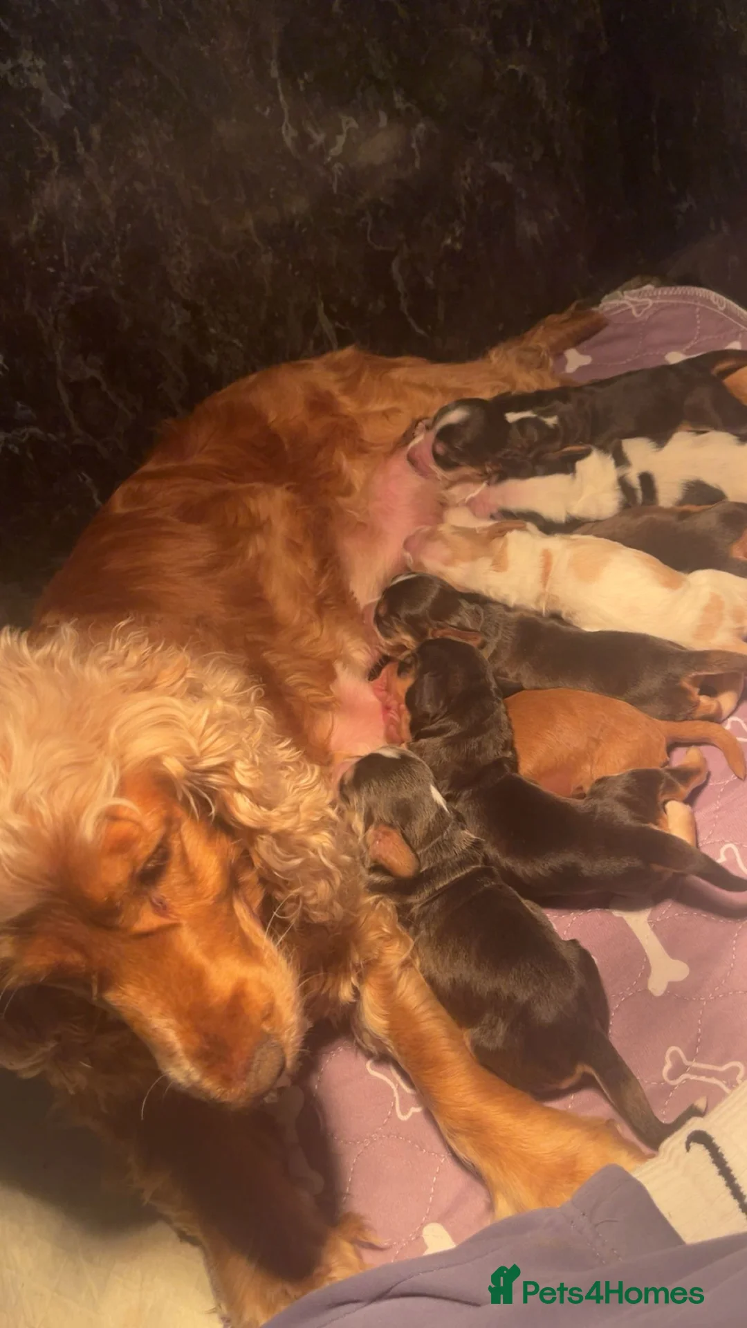 Cocker Spaniel dogs for sale: KC Show Type Cocker Spaniel Puppies  in Gaerwen - Advert 2