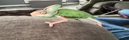 Chameleon reptiles for sale: Male 5 month old Yemen (veiled) chameleon with viv - Advert 8