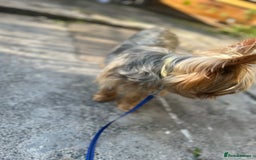 Yorkshire Terrier dogs for sale: Yorkshire terrier  - Image 2