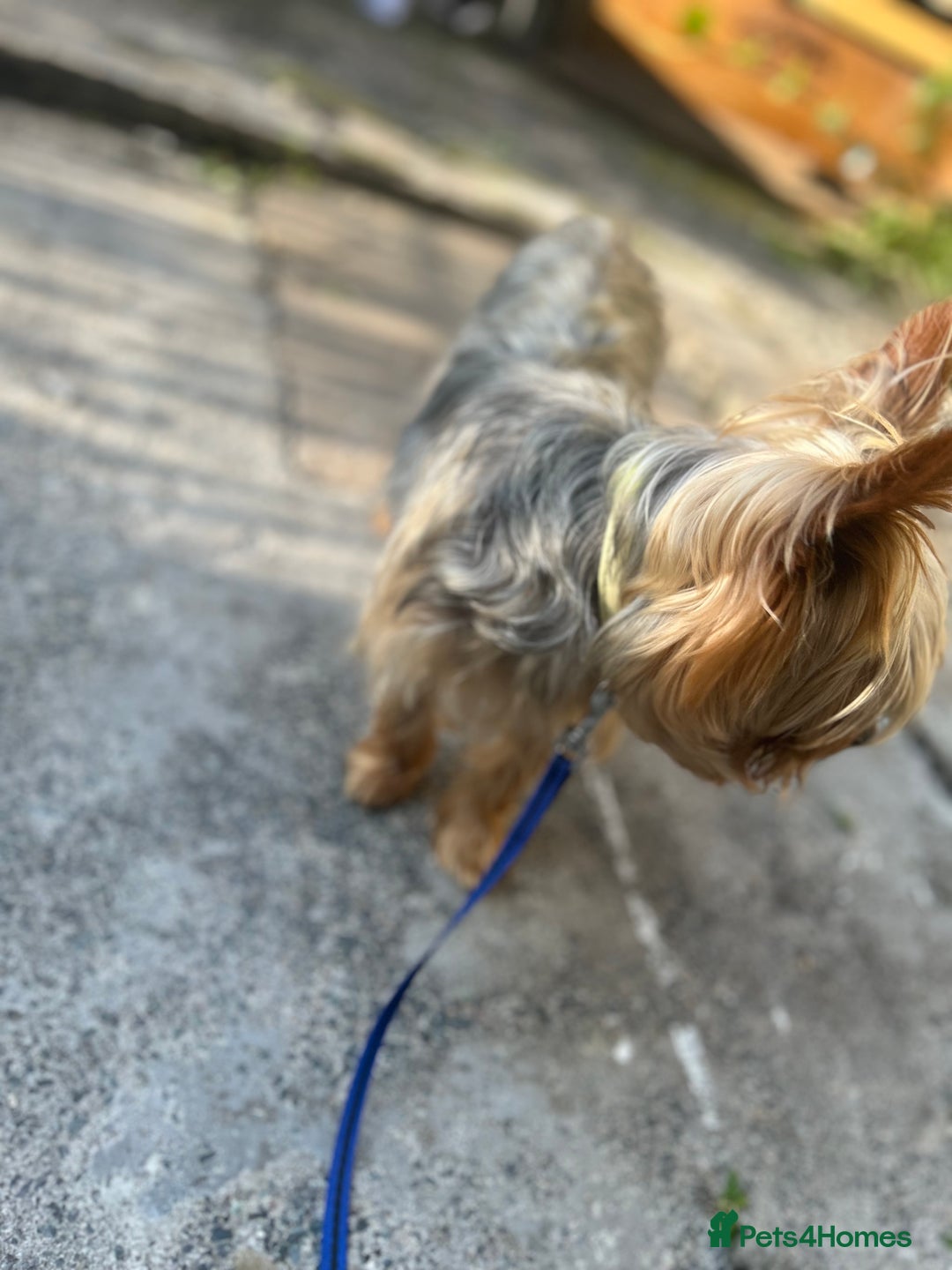 Yorkshire Terrier dogs for sale: Yorkshire terrier  - Image 2