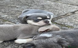French Bulldog dogs for sale: Blue/fawn french bulldog boys with blue eyes 🐾💙 - Image 11