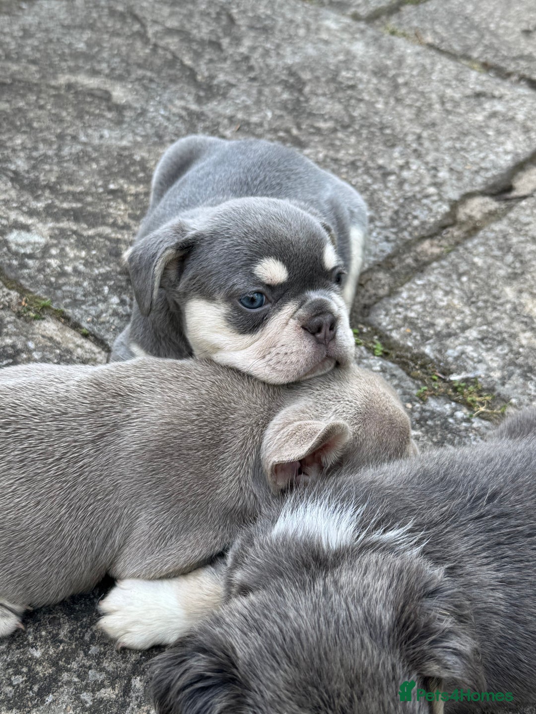 French Bulldog dogs for sale: Blue/fawn french bulldog boys with blue eyes 🐾💙 - Image 11
