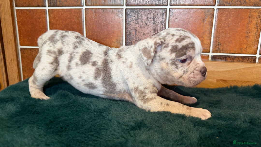 Olde English Bulldogge dogs for sale: Old English Bulldog PUPPIES 👀‼️ - Advert 15