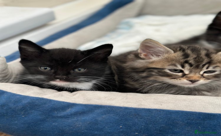 Maine Coon cats in Walsall - Advert 1
