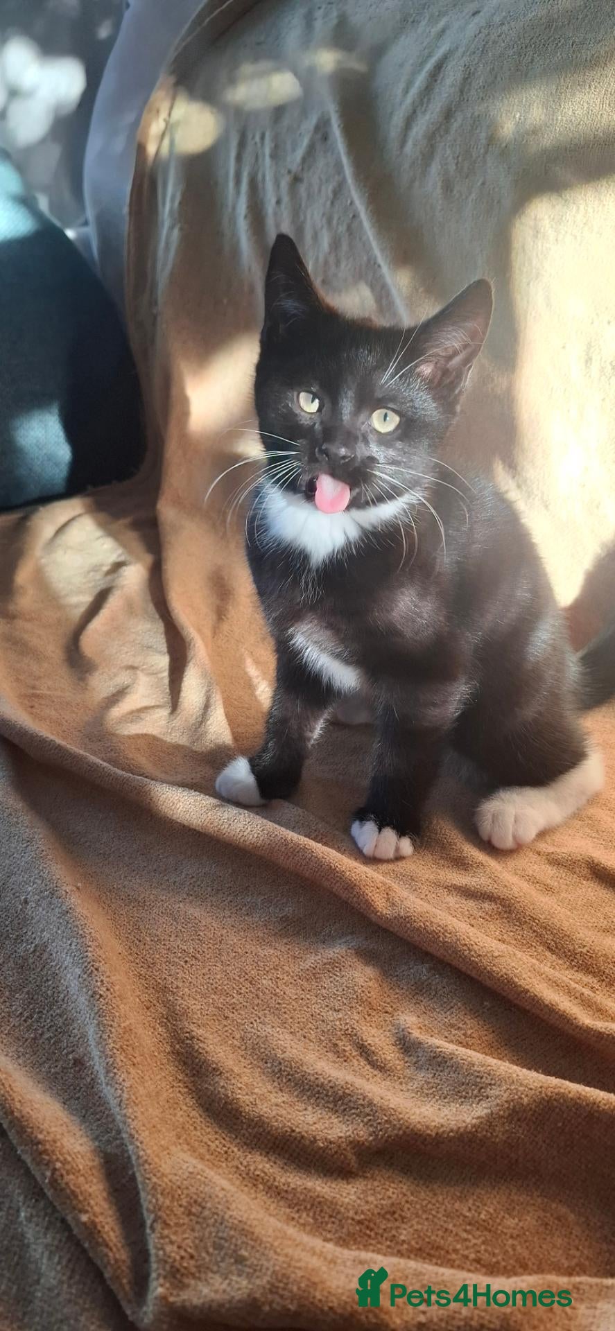 Mixed Breed cats Two little kittens looking for a home. - Advert 2
