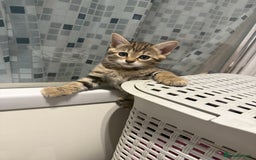 Bengal cats for sale: Four Adorable Half-Bengal Kittens for Sale 🐾 - Image 6