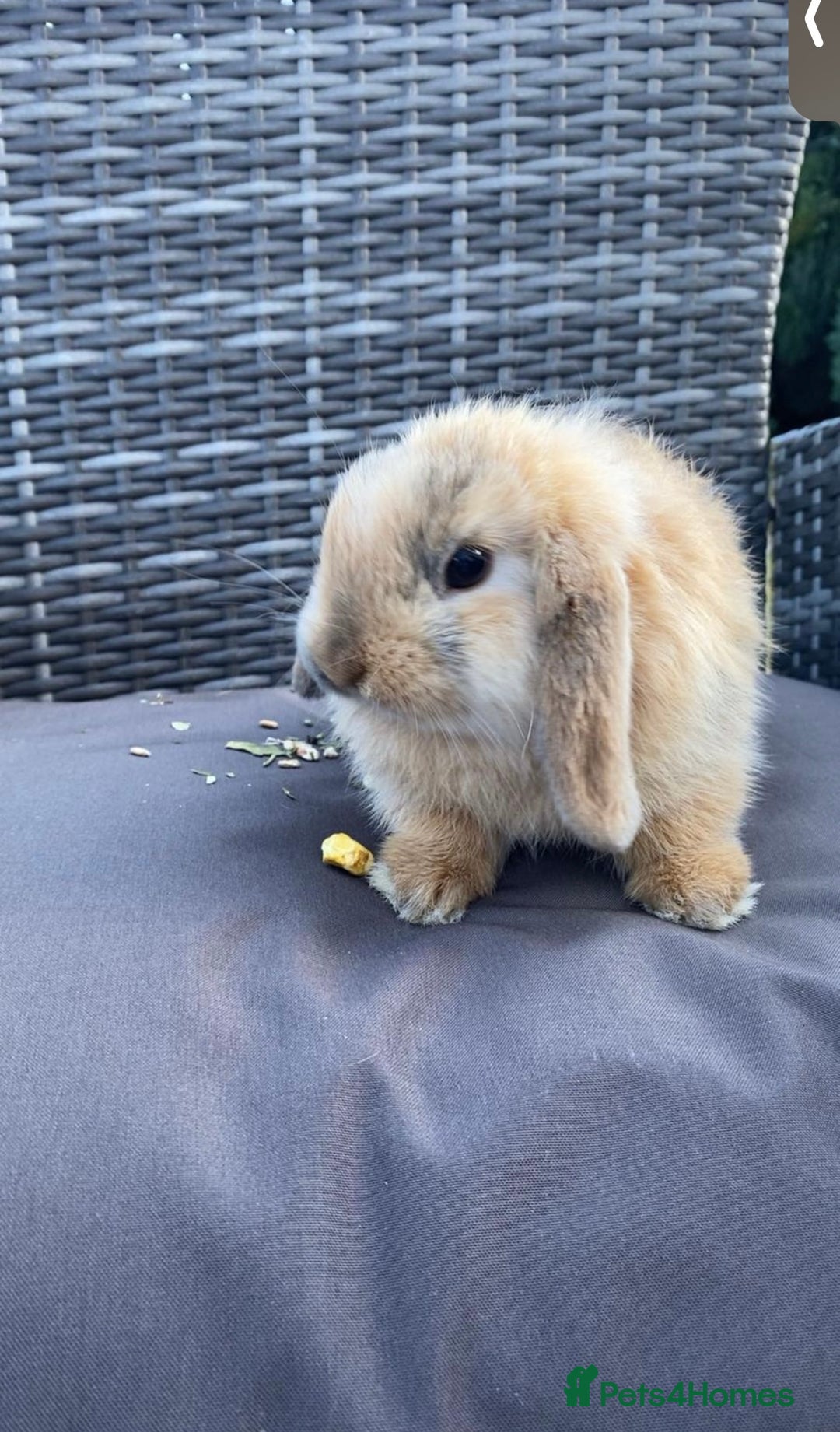 Mini Lop rabbits for sale: Mini Lop Rabbits - Image 10
