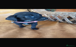 Mixed Breed dogs for sale: 7 playful beagledoor pups - Image 6
