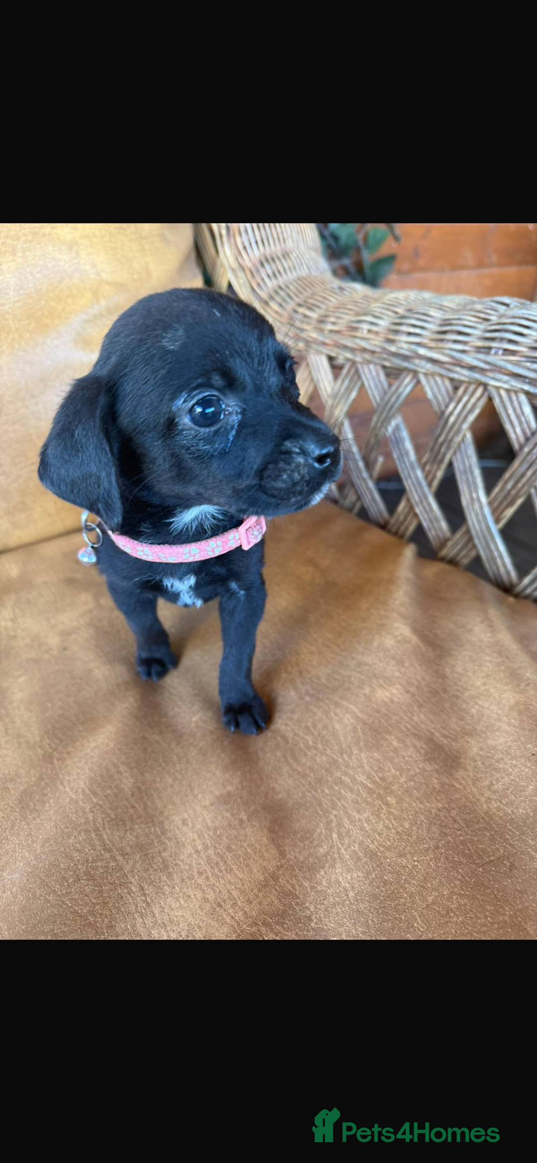 Mixed Breed dogs for sale: 7 playful beagledoor pups - Image 6