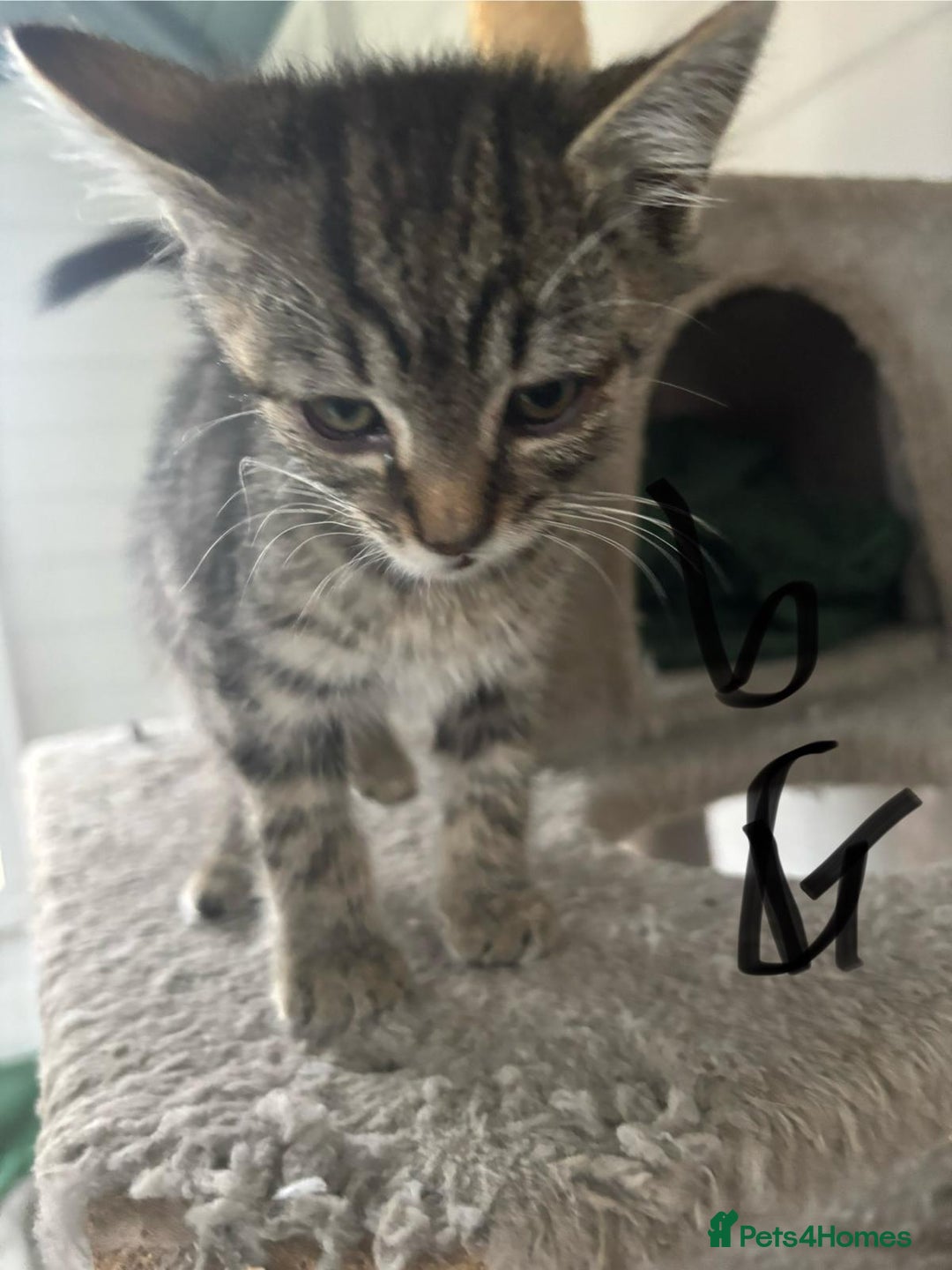 Mixed Breed cats for sale: Kittens for sale  - Image 9