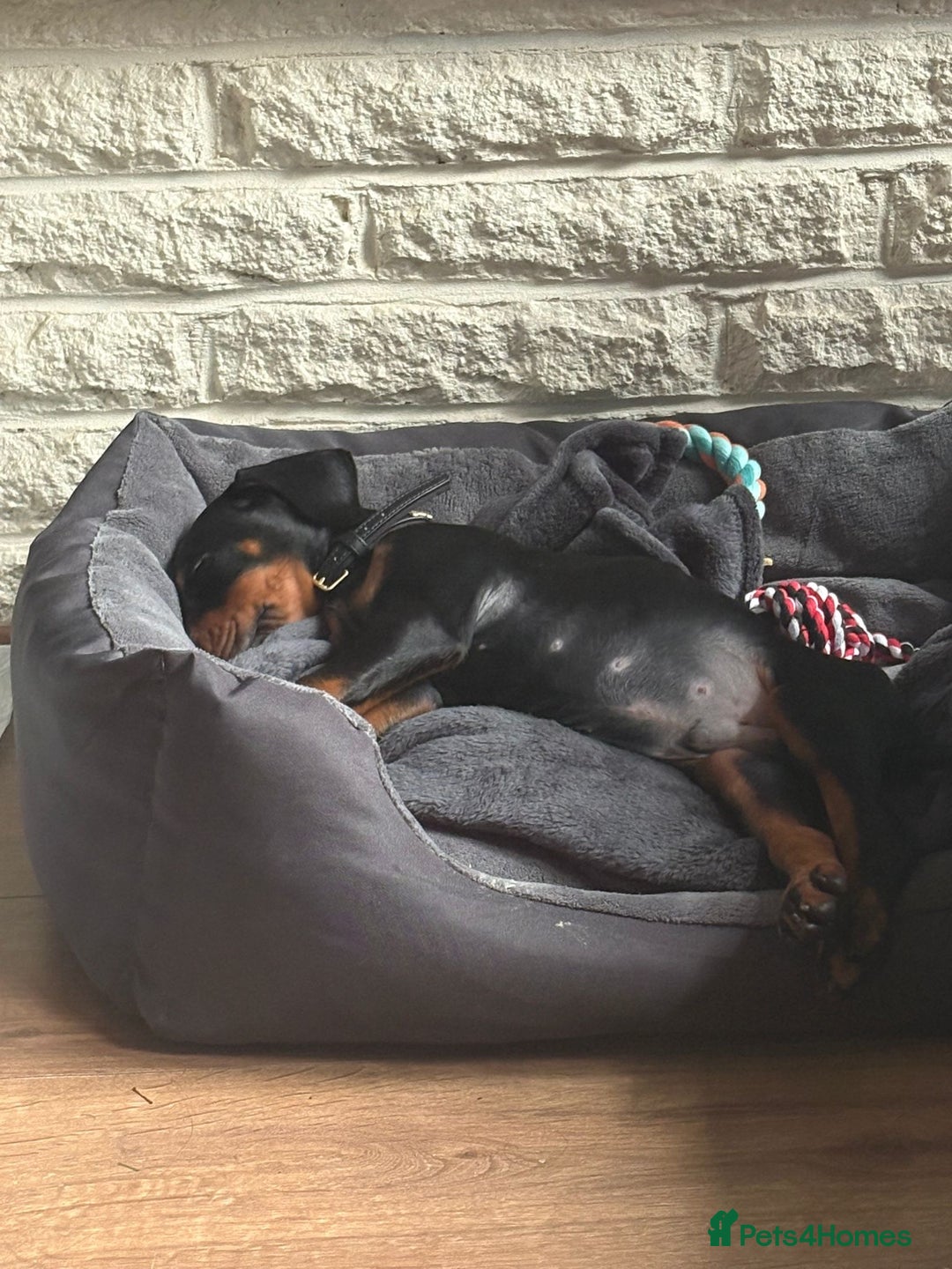 Dobermann dogs for sale: Stunning male dobermann puppy - Advert 4