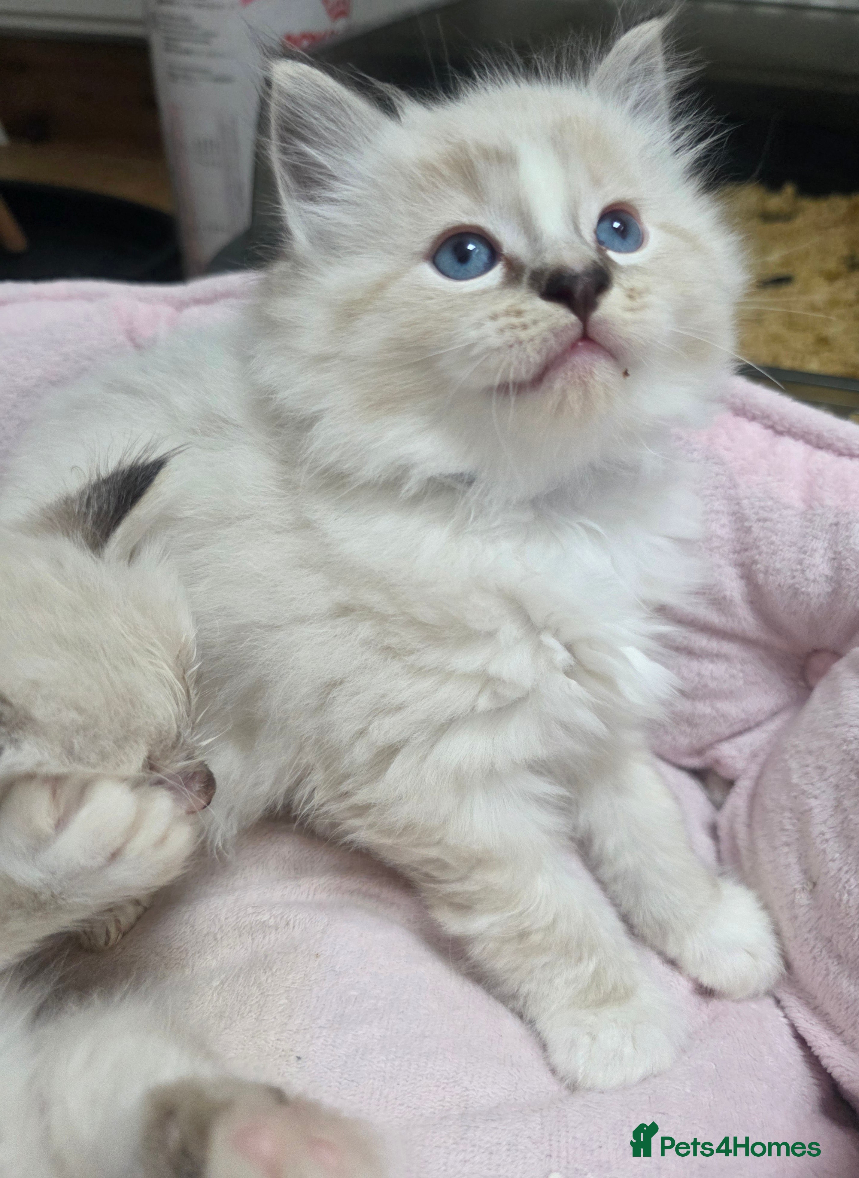 Ragdoll cats Stunning Ragdoll kittens - Advert 1