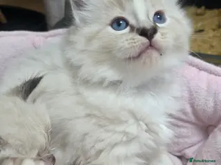 Ragdoll cats Stunning Ragdoll kittens - Advert 2