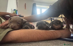 Mixed Breed dogs for sale: Unreal Frenchweiner puppy’s 🥹 - Image 21